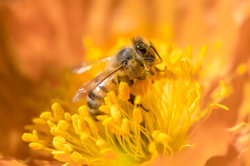 Bee on a orange flower