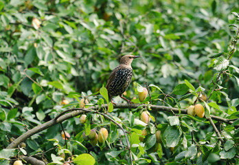 bird thrush on a plum tree branch