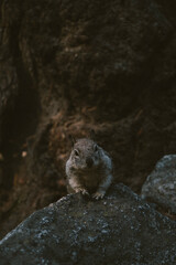 chipmunk on rock