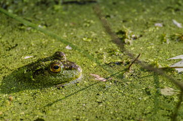 frog on a leaf