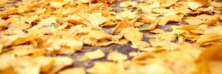 fall in the city. dry fallen autumn birch leaves on the asphalt in the city park. banner