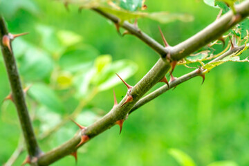 Stem of plants with thorns