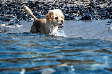 brown dog fishing in the coastal strip of the sea