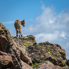 Jeune bouquetin sur la crête