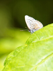 butterfly on leaf