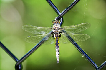 close up of dragonfly