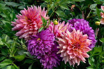 A closeup Portrait of a group of Bedazzled dahlias in a field near Canby Oregon