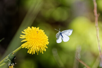 butterfly on a flower
