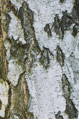 Birch wood close-up background photo. Natural wallpaper, nature. White diverse tree bark, vertical photo. detailed texture, high resolution material,