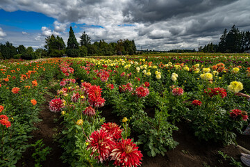 a field of beautiful dahlias near Canby Oregon © Bob