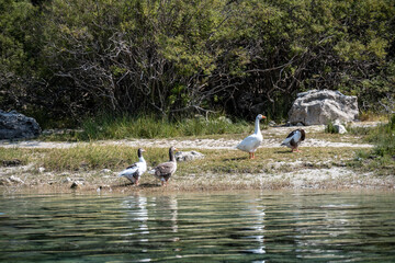 beautiful gray and white geese on a walk near the lake