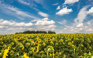 Obraz premium Sunflower field with cloudy blue sky.