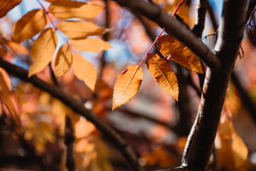 autumn leaves on the tree