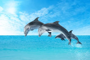 Poster Mooie tuimelaars die op zonnige dag uit zee springen met helder blauw water © New Africa