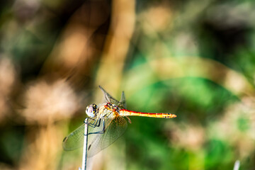 green dragonfly grows out on the tip of a branch on a yellow background 