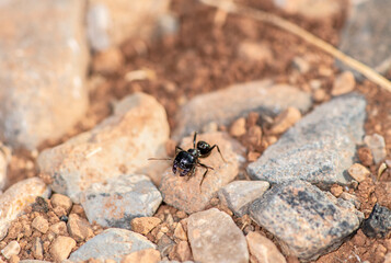 black ants work together and carry their prey into the burrow in the early morning 