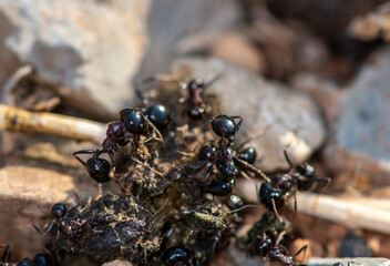 black ants work together and carry their prey into the burrow in the early morning 