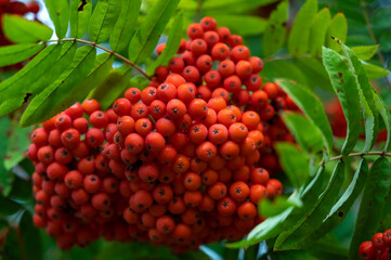 berries on a bush