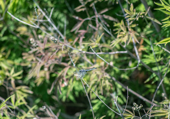 blue dragonfly resting on the tip of a branch on a green background 