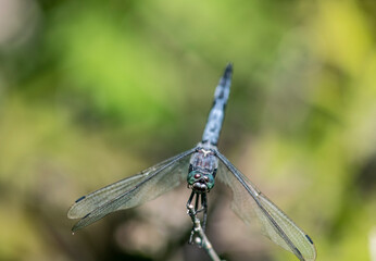 blue dragonfly resting on the tip of a branch on a green background 
