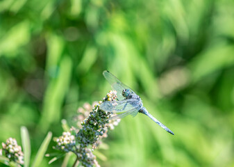 blue dragonfly resting on the tip of a branch on a green background 