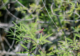 red dragonfly resting on the tip of a branch on a green background 