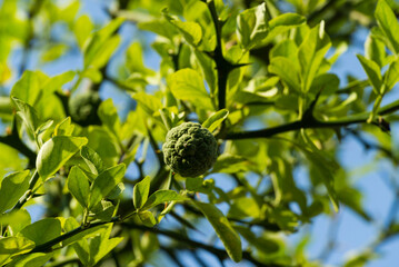 Close-up of green fruits of Citrus trifoliata or Japanese Bitter Orange(Poncirus trifoliata) with prickly branches in public city park Krasnodar or 'Galitsky park'.