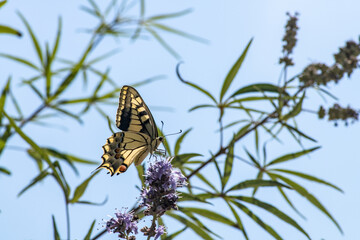 black and yellow butterfly in a purple flower on a blue sky background 