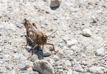 macro filming gray grasshopper on the ground 
