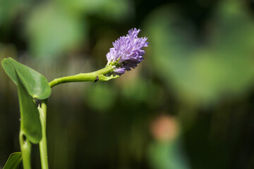 close up of a flower