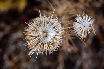 beautiful yellow thorns on brown background 