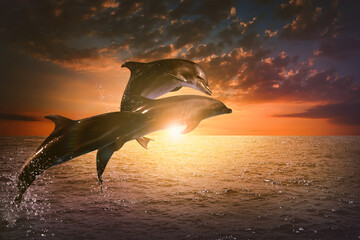 Beautiful bottlenose dolphins jumping out of sea at sunset © New Africa