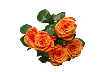 Orange rose isolated on a white background.