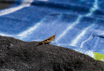 macro filming gray grasshopper on the ground 