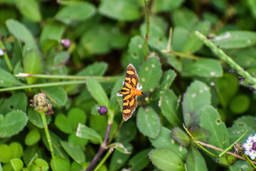 Orange spotted flower moth aka red waisted florella moth