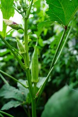 Okra plants growing in backyard garden of Pennsylvania home, selective focus