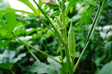 Okra plants growing in backyard garden of Pennsylvania home, selective focus