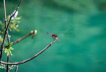 red dragonfly resting on the tip of a branch on a green background