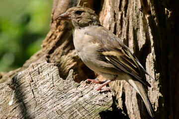 pinson des arbres femelle sur un tronc
