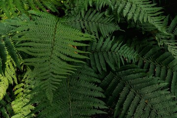 fern leaves background