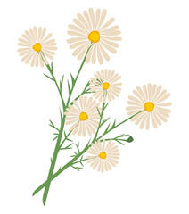 chamomile flower plant