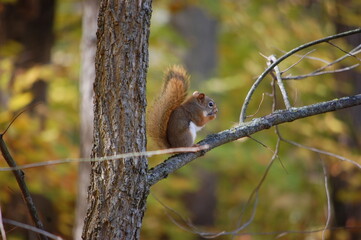 Ardilla quebequense. 