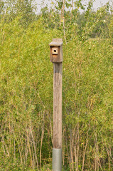 A Birdhouse in Pylypow Wetlands