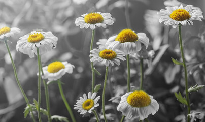 Fototapeta premium Blooming chamomile flowers on the bushes. Romantic and gentle.
