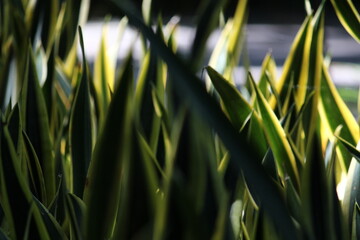 grass in the wind