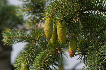 Pine Cones in a Spruce Tree