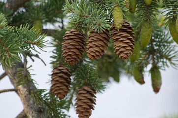 Pine Cones in a Spruce Tree