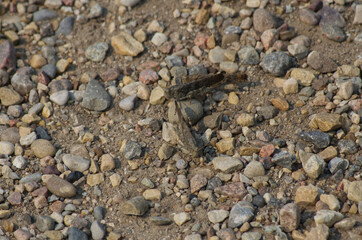 Grasshopper surrounded by Stones and Pebbles