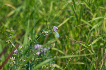 Butterfly on a Purple Flower