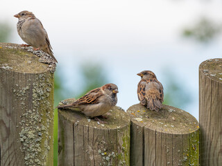 house sparrows (passer domesticus) on a garden fence